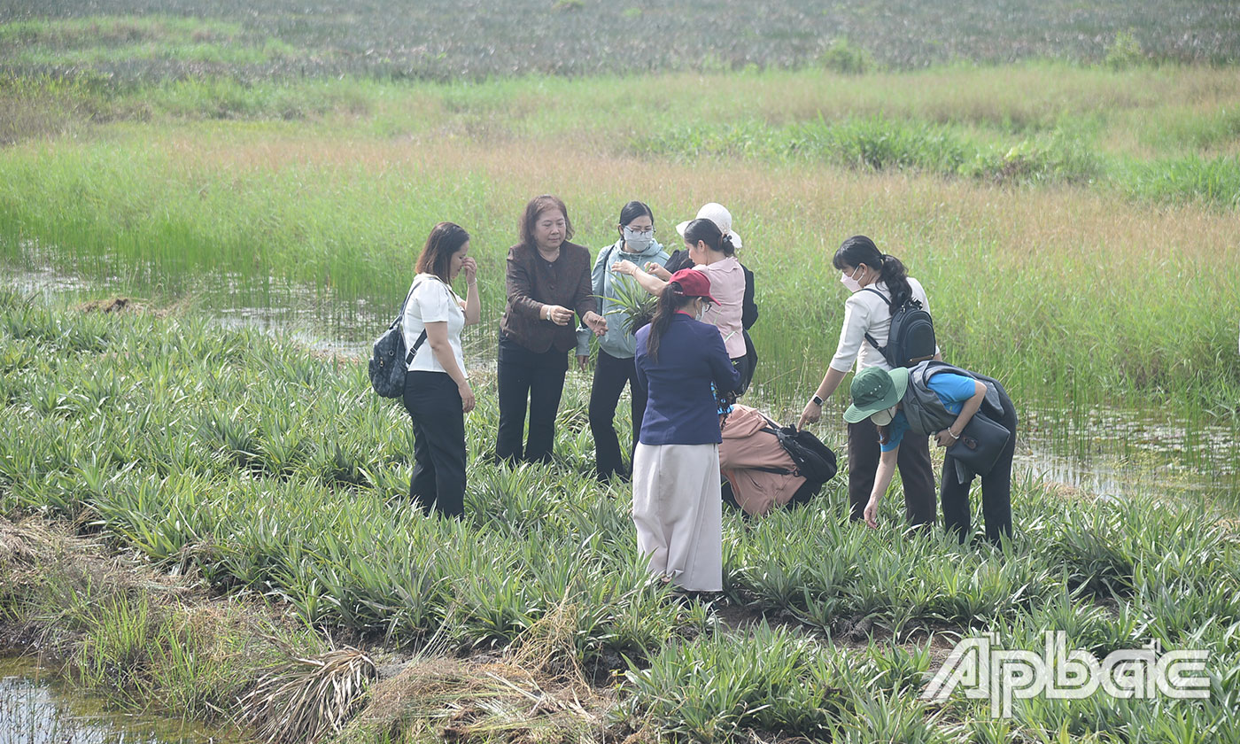 Đại biểu tham quan mô hình trồng khóm sạch sạch và ươm con giống.
