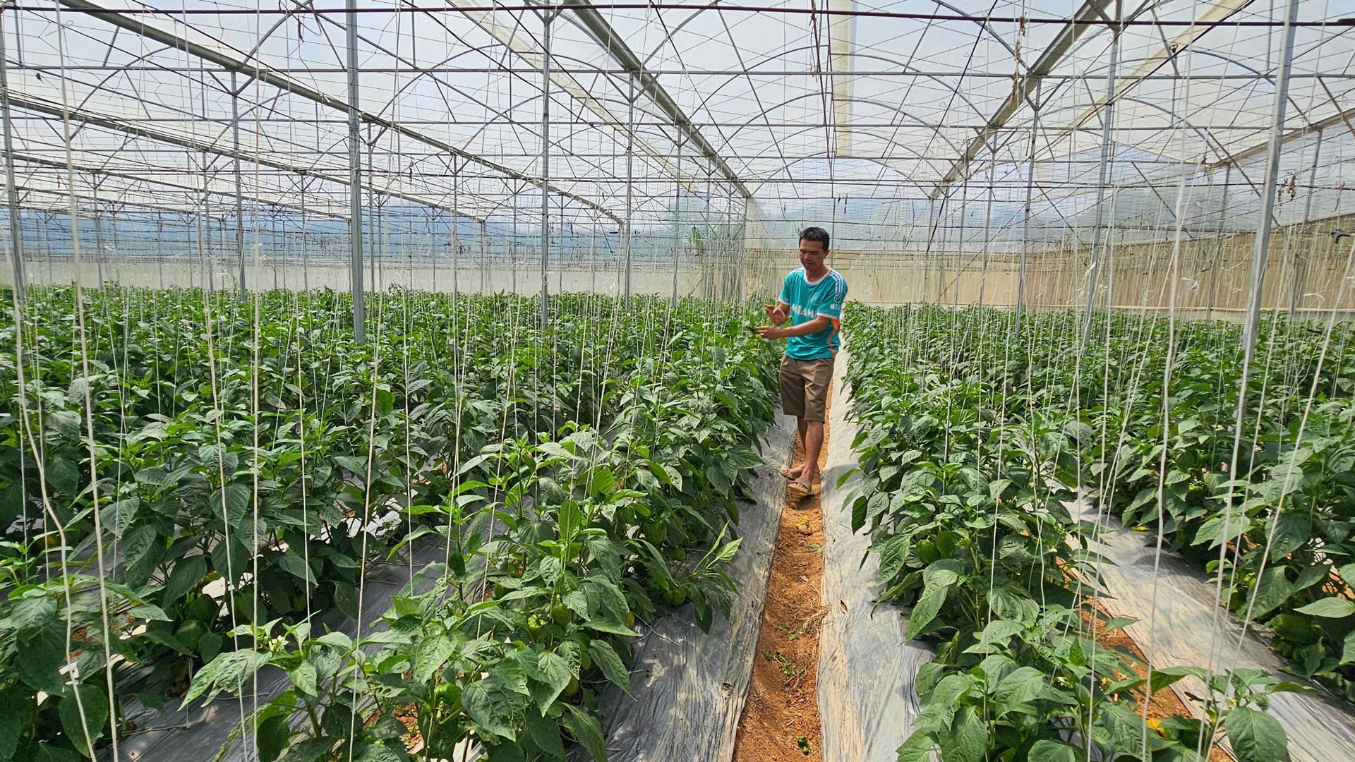 Gần 100% hộ dân tộc Tày, Nùng, xã Phi Liêng tham gia sản xuất nông nghiệp ứng dụng công nghệ cao