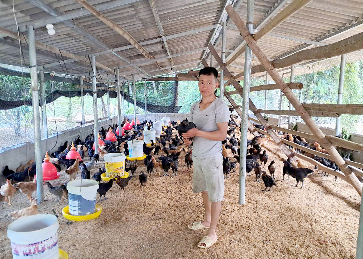Modelo de cría de pollos negros del Sr. Sam Thanh Binh, aldea de Ban Cuom 1, comuna de Ngoc Duong (ciudad de Ha Giang).
