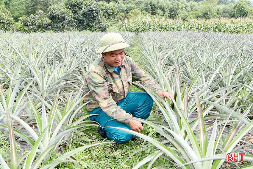 Mô hình trồng dứa liên kết của anh Toàn phát triển tốt.