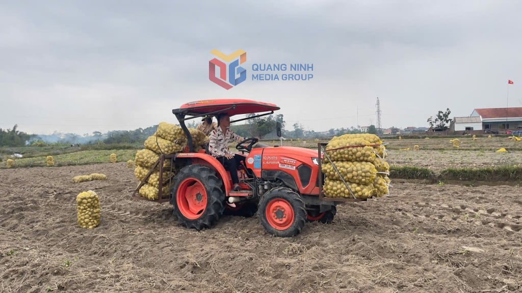 Los agricultores de la aldea de Na Bac, comuna de Dong Hai, distrito de Tien Yen movilizan la mecanización para cosechar patatas del Atlántico.