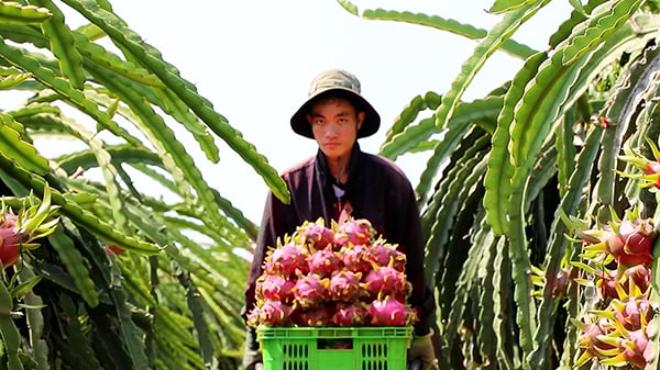 Xuyen Moc tiene más de 300 hectáreas de área de cultivo de fruta del dragón, principalmente fruta del dragón de pulpa roja para exportación.