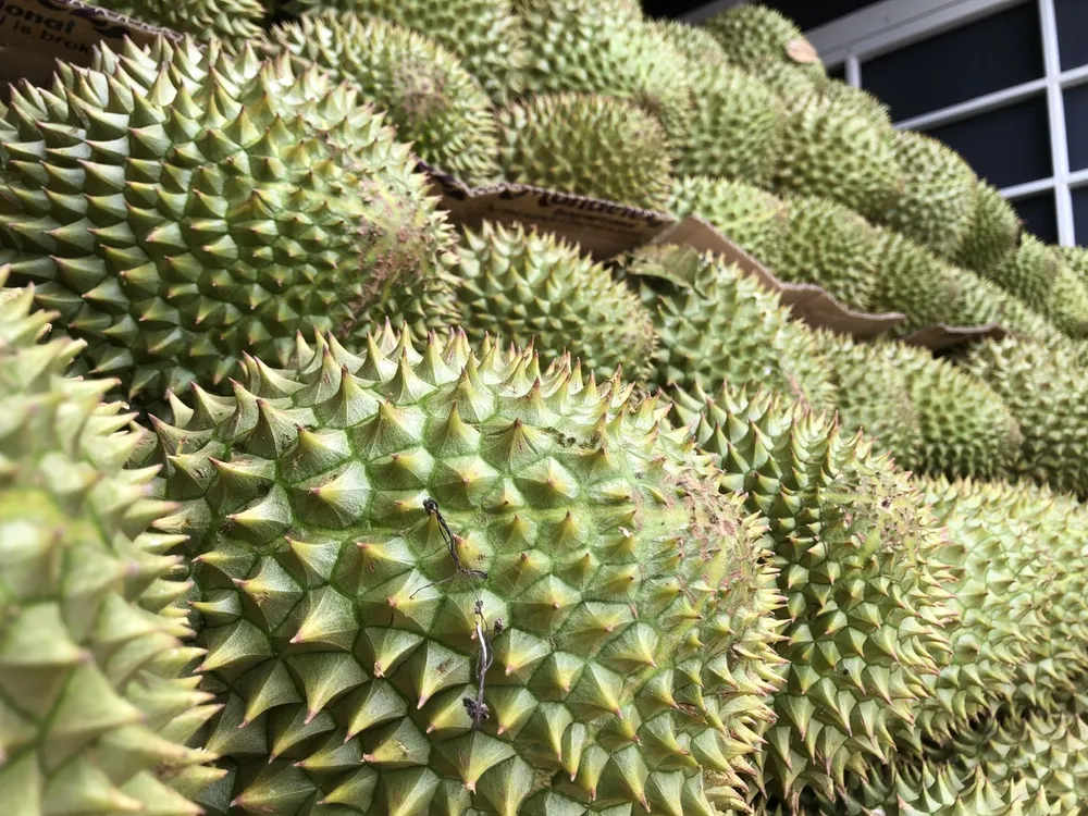 SẦU RIÊNG 2.jpg