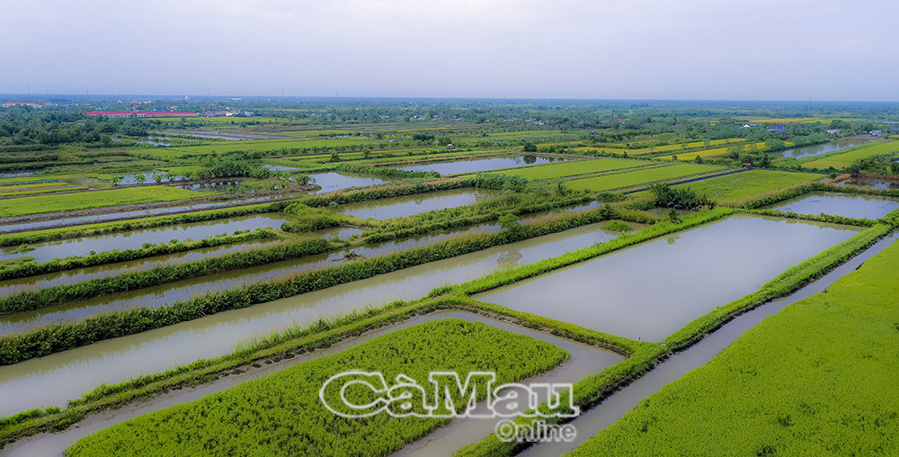 តំបន់​ផលិត​ស្រូវ-បង្គា​របស់​ស្រុក​មាន​ការ​កើន​ឡើង​ជា​លំដាប់​ក្នុង​រយៈ​ពេល​ប៉ុន្មាន​ឆ្នាំ​នេះ។