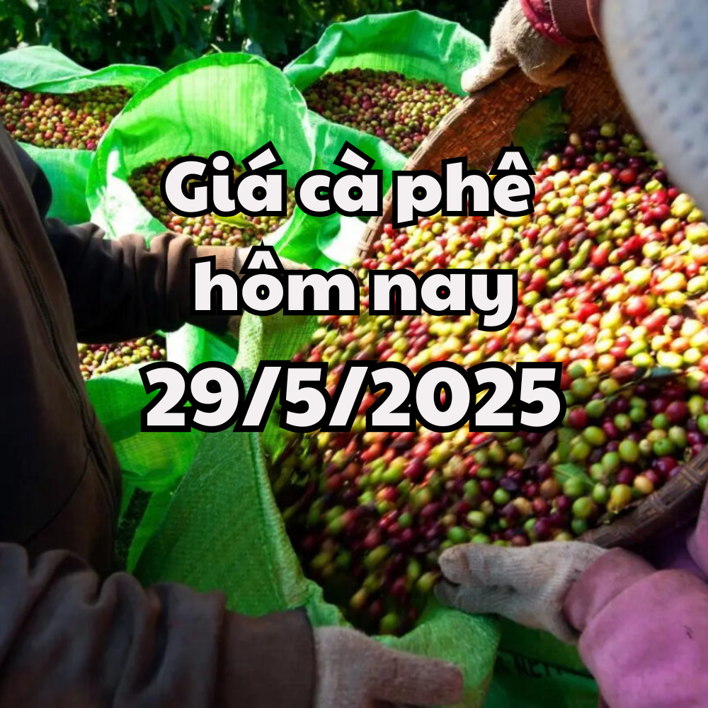 Giá cà phê hôm nay 29 05 2025 sụt giảm do nguồn cung từ Brazil và Indo