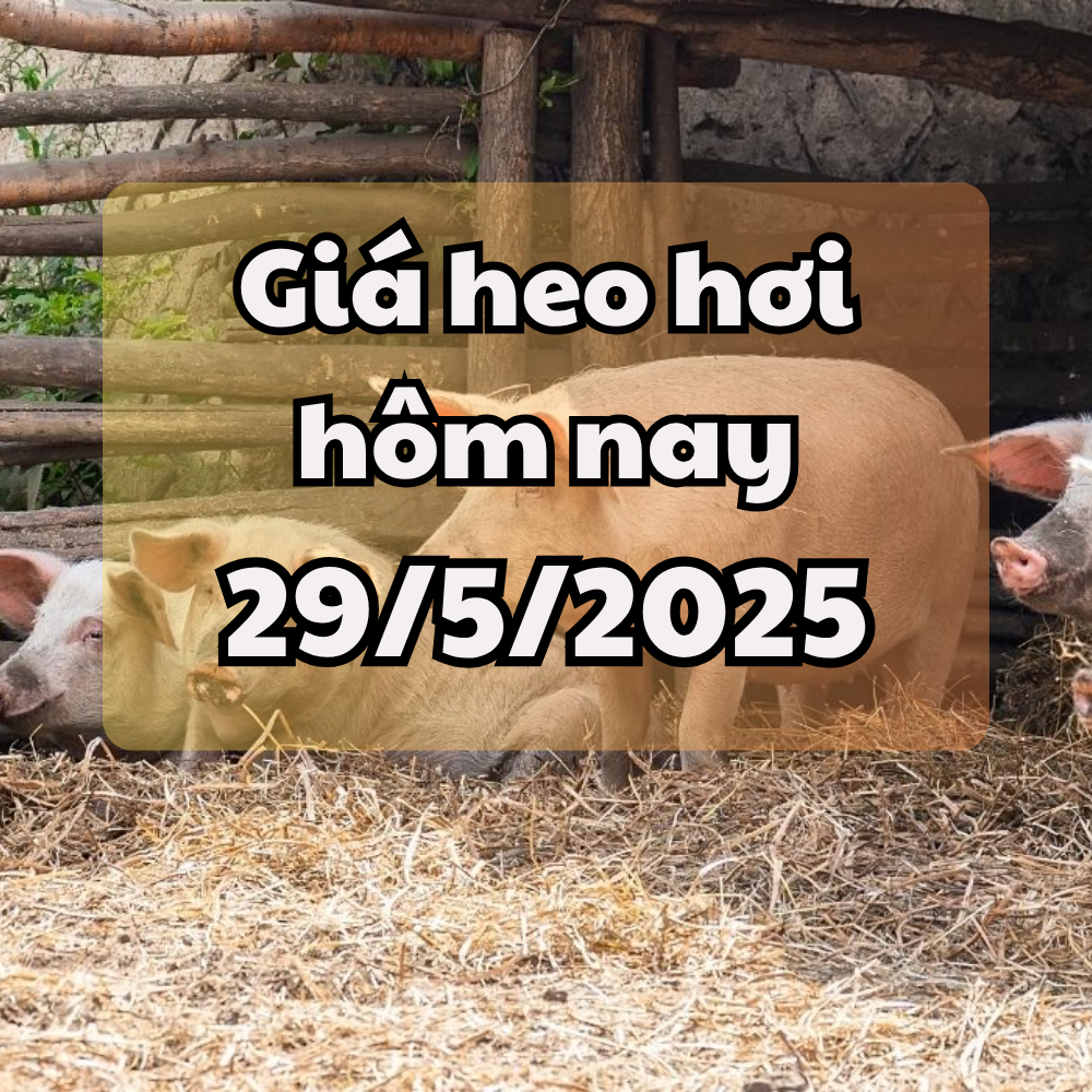 Giá heo hơi hôm nay 29 5 2025 Miền Nam tăng đồng loạt, miền Bắc tăng nhẹ