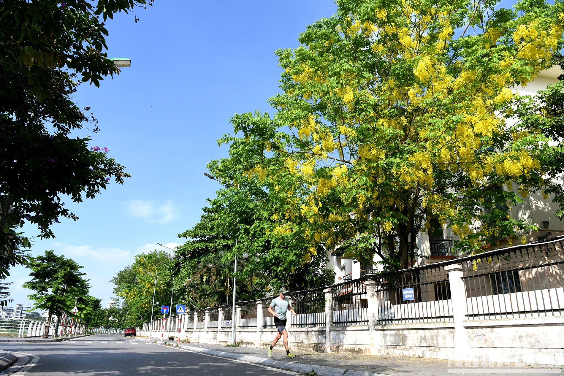 Hồ Tây thắp lửa vàng muồng hoàng yến ảnh 3