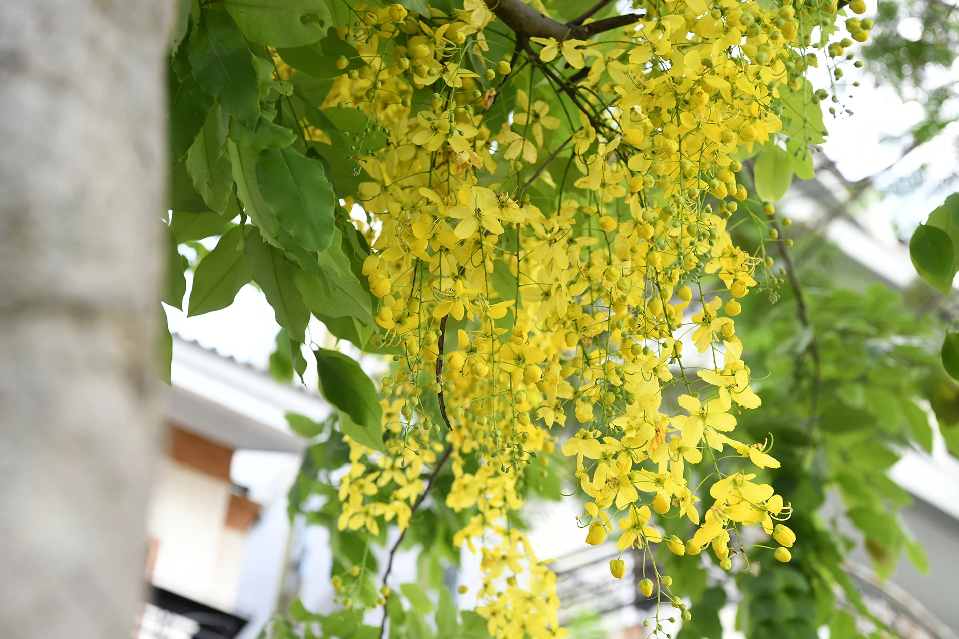 Hồ Tây thắp lửa vàng muồng hoàng yến ảnh 6