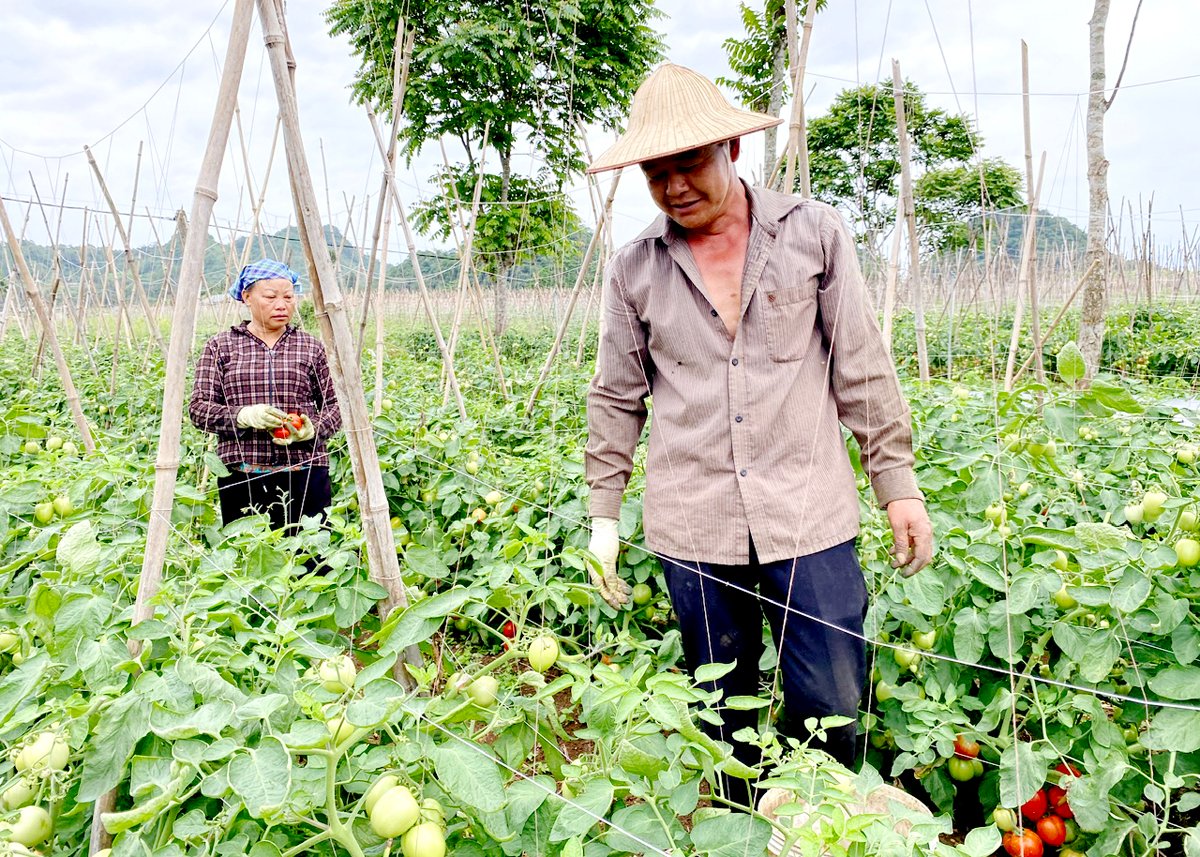  Vợ chồng anh Sân Vũ Đại, thôn Bó Lách thu hoạch cà chua.
