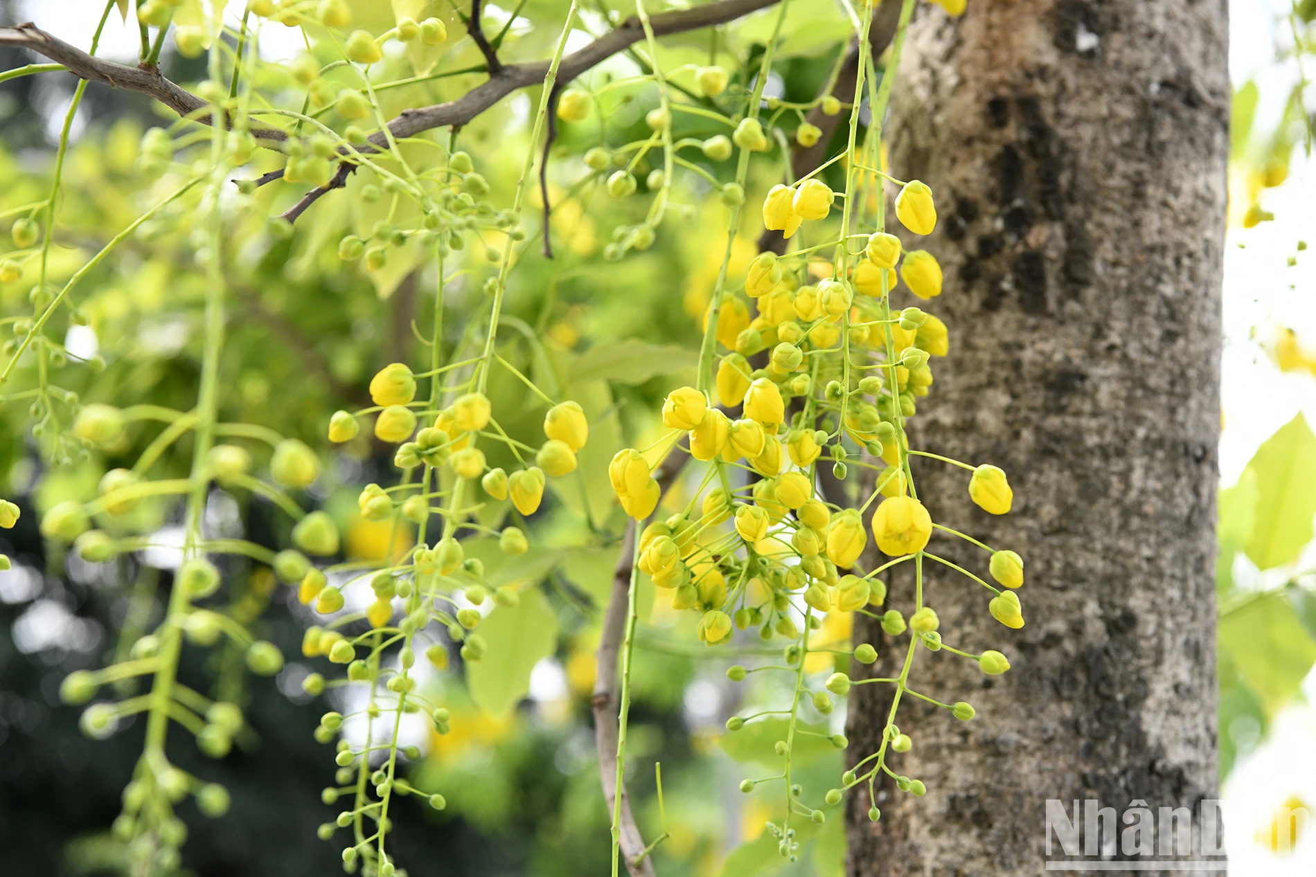 Hồ Tây thắp lửa vàng muồng hoàng yến ảnh 7