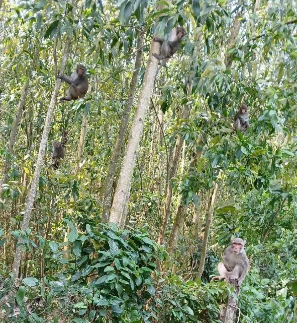 khỉ