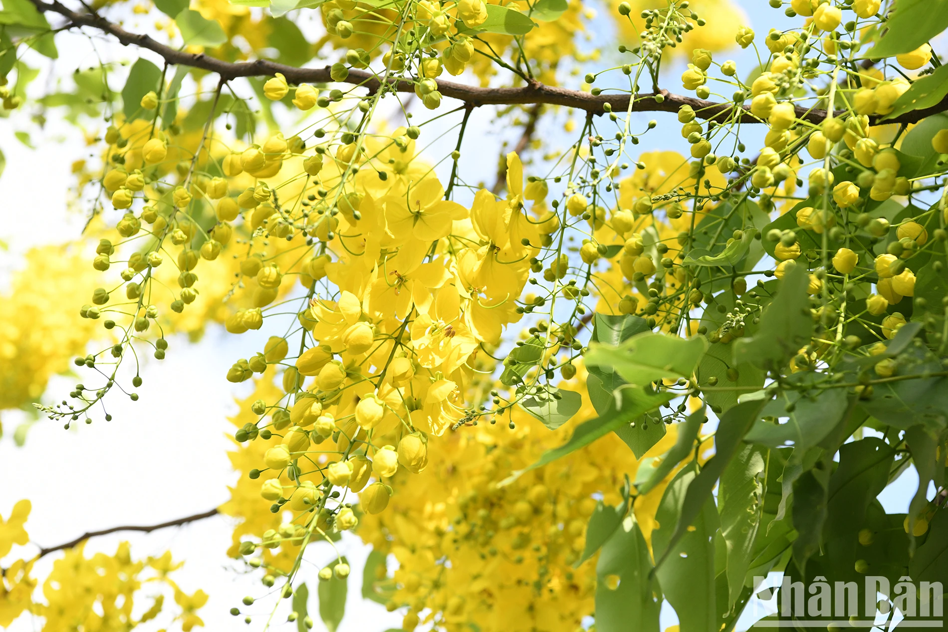 Hồ Tây thắp lửa vàng muồng hoàng yến ảnh 5
