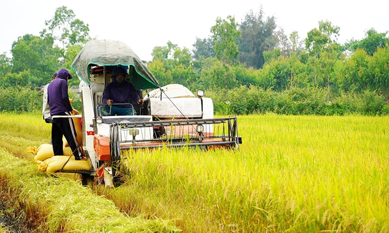Các địa phương đã huy động máy gặt đập liên hợp để thu hoạch lúa nhằm bảo đảm tiến độ, giảm chi phí cho bà con nông dân.