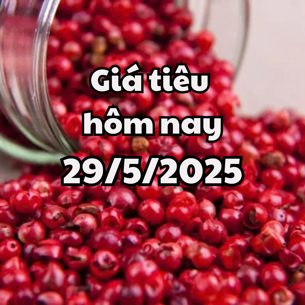 Giá tiêu hôm nay 29 5 2025 có thêm đỉnh giá mới do cước vận chuyển gia tăng