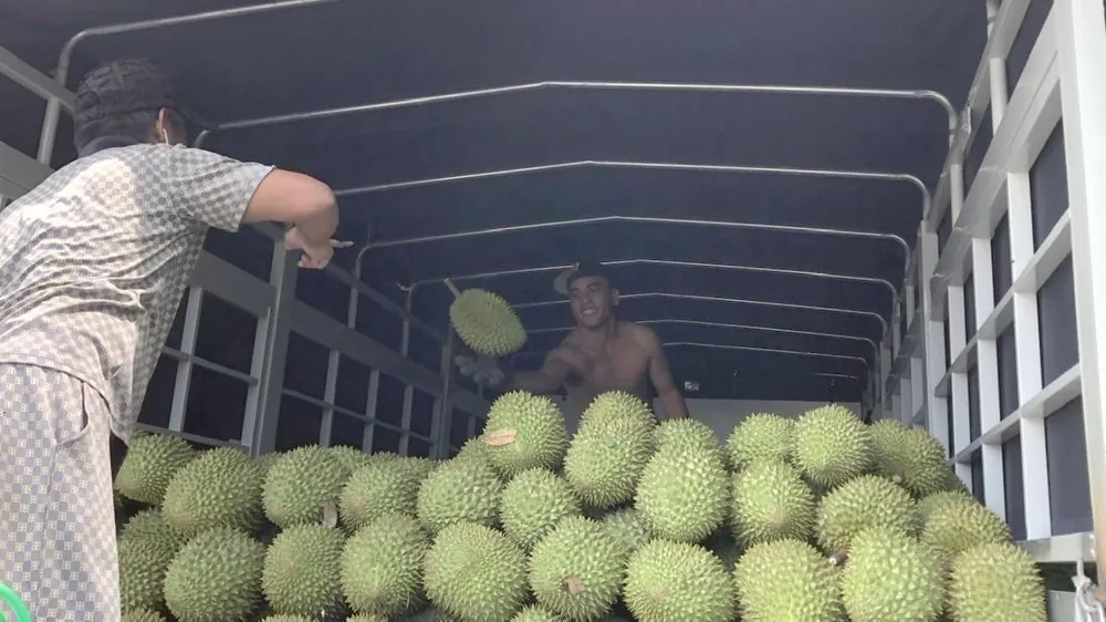 Ben Tre raises people's awareness not to use banned substances on durian