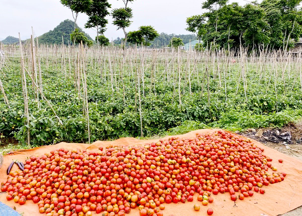 Cà chua của gia đình anh Sân Vũ Đại thu hoạch bán với giá thấp từ 2.000 - 3.000 đồng/kg.