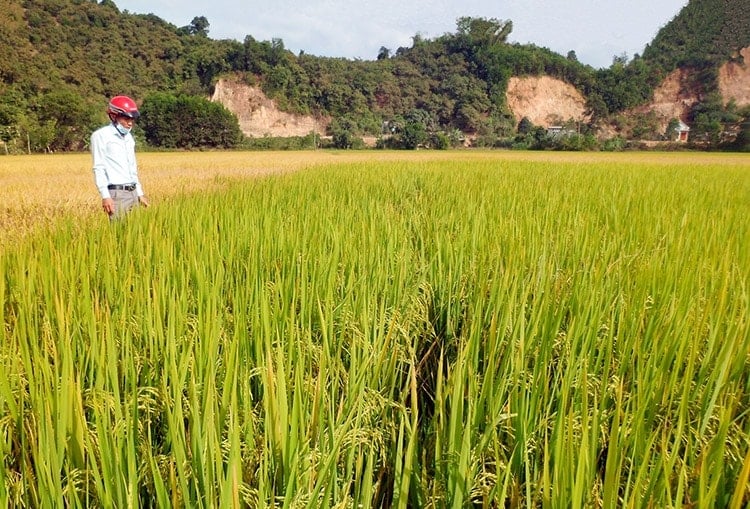 Marché du riz le 29 mai : le son a fortement diminué, le riz a légèrement augmenté, les exportations de riz thaïlandais ont fortement diminué par rapport à l'année dernière