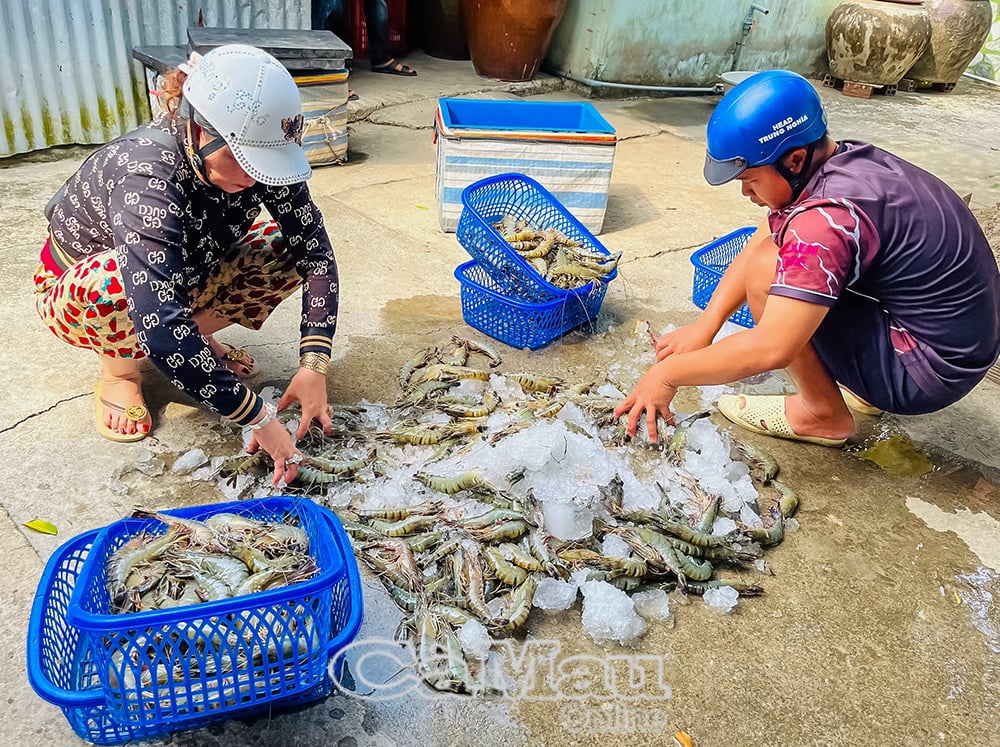 គំរូ​នេះ​មាន​ប្រសិទ្ធភាព​ជាង​ការ​ធ្វើ​កសិកម្ម​បែប​ប្រពៃណី​ពី ២ ទៅ ៣ ដង។ (នៅក្នុងរូបថត៖ បង្គាត្រូវបានកកបន្ទាប់ពីប្រមូលផល) ។