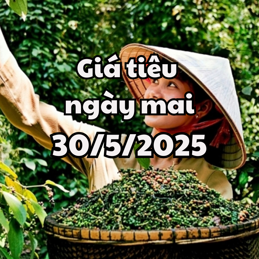 News, pepper price forecast on May 30, 2025 slightly decreased, waiting for tax negotiation results