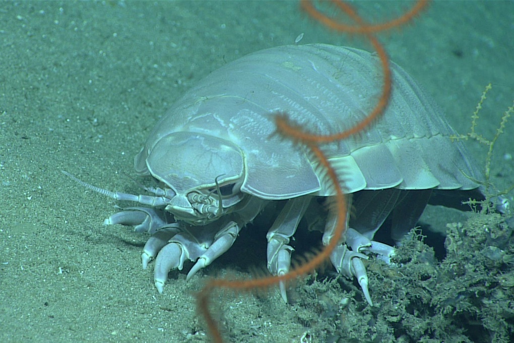 レストランで一匹あたり数百万ドンの値段がつけられている海の生き物は何だろうか？ - 1