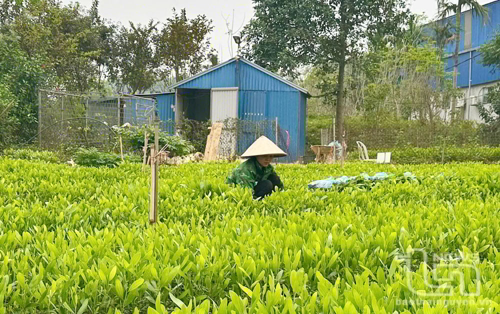 Việc cung ứng giống phục vụ trồng rừng luôn được tỉnh Thái Nguyên quan tâm.