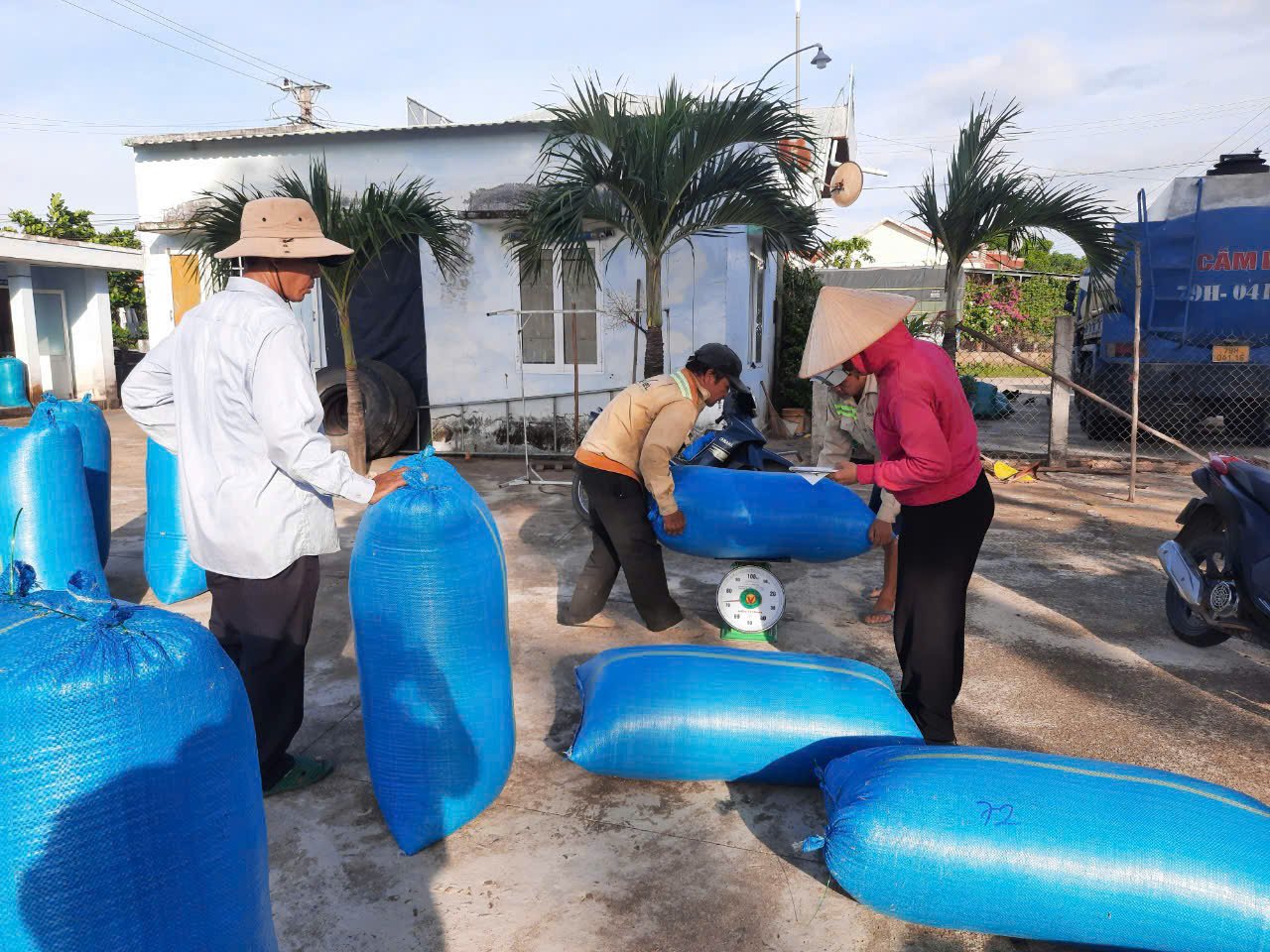 Nông dân vào cao điểm thu hoạch lúa đông xuân