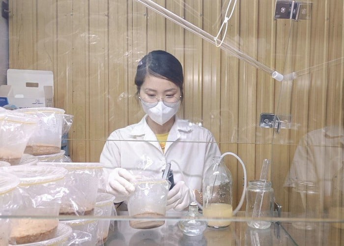 Thành công nhờ đa dạng hóa sản phẩm nước uống đông trùng hạ thảo- Ảnh 1.