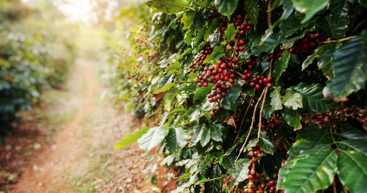 Coffee price today 5/3/2025: Sharp decrease due to USD