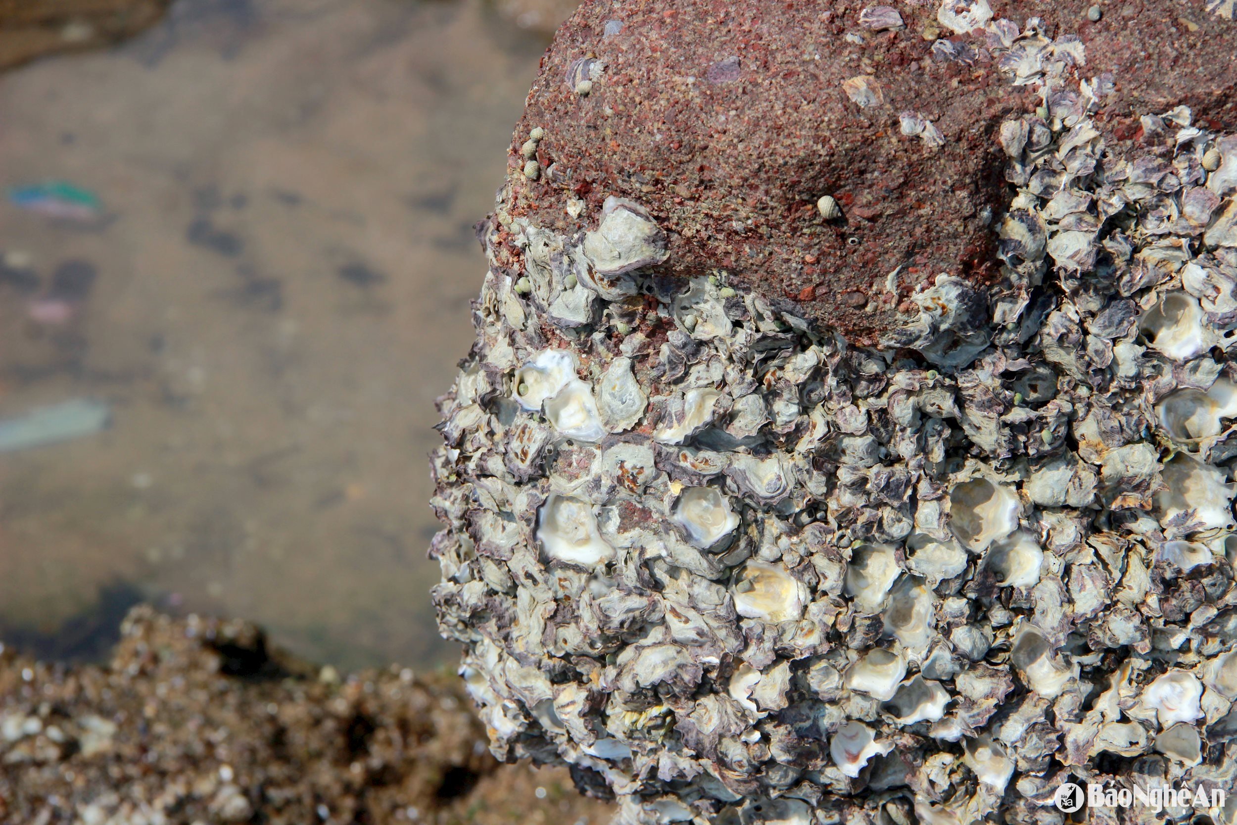 cling to rock