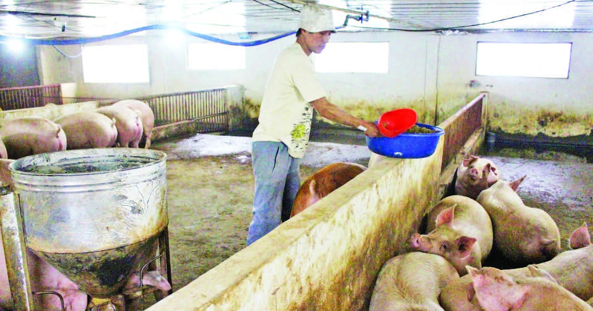 Nhân rộng mô hình chăn nuôi có giá trị kinh tế cao