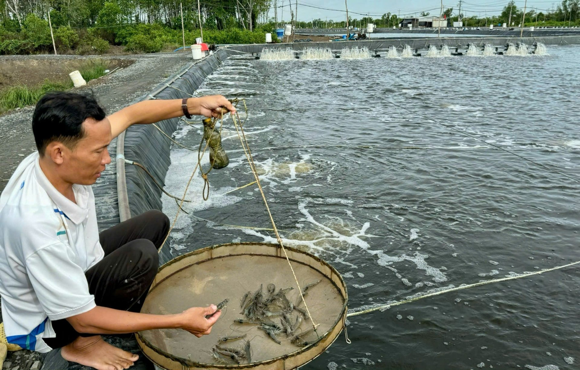 Tôm Nhơn Trạch đắt hàng dịp lễ