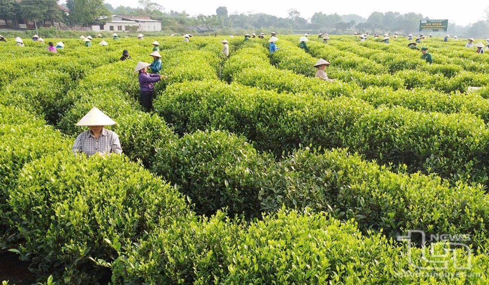 Vùng chè tập trung được mở rộng không chỉ góp phần giải quyết nguyên liệu đầu vào mà tạo một diện mạo mới cho vùng chè Tân Cương, nâng tầm thương hiệu chè thông qua du lịch.