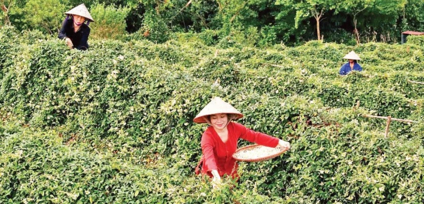 Hành trình khẳng định thương hiệu sâm nam núi Dành