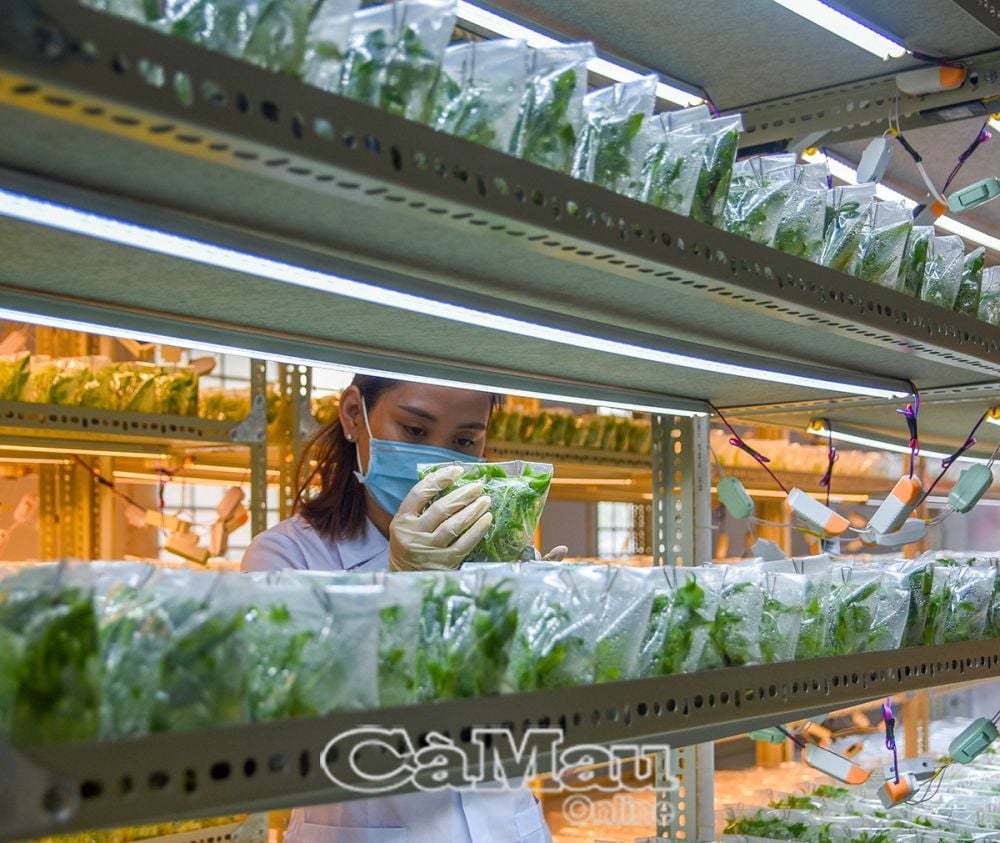 Nhiệm vụ KH&CN chủ yếu tập trung vào lĩnh vực khoa học nông nghiệp, những lĩnh vực khác chiếm tỷ lệ thấp, đặc biệt là lĩnh vực khoa học phục vụ phát triển kinh tế-xã hội.