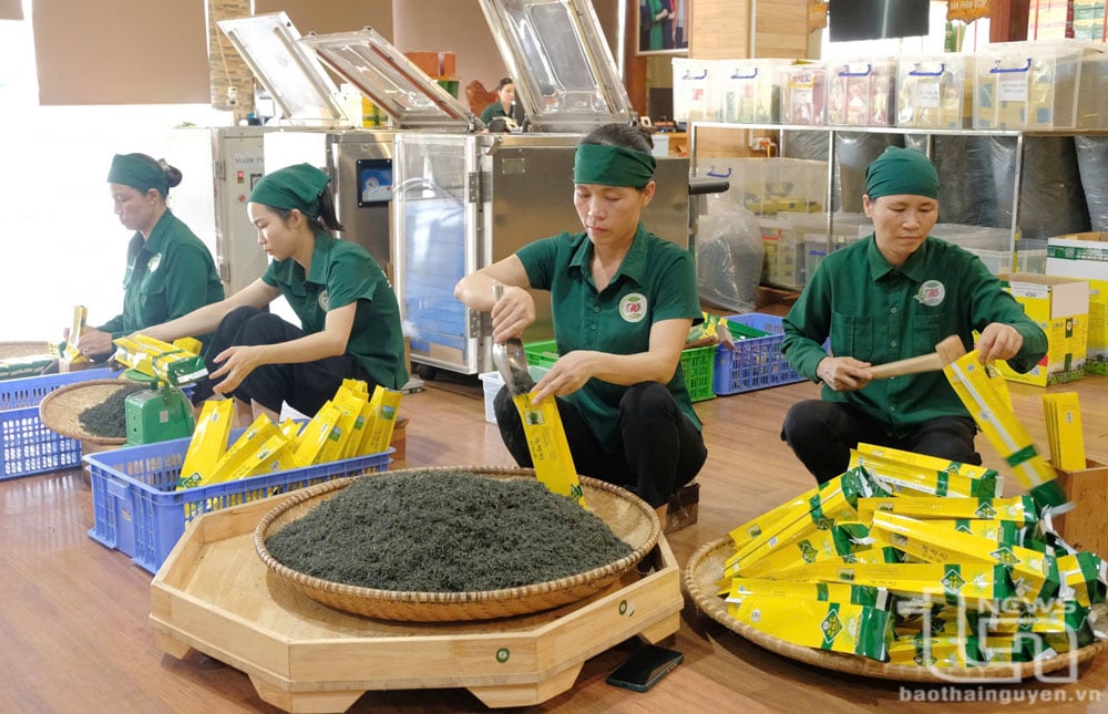 Đóng gói trà thành phẩm.