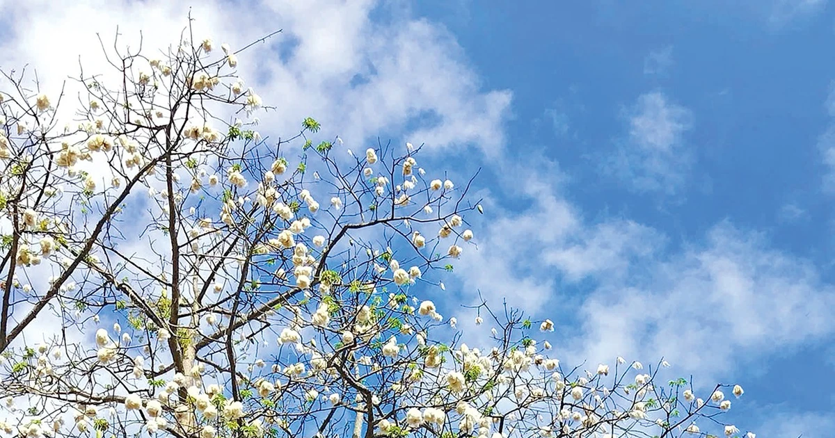 Vấn vương bông gòn