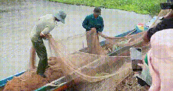 VIDEO: Háo hức xem chụp đìa bắt cá đồng ở Vườn Quốc gia U Minh Hạ