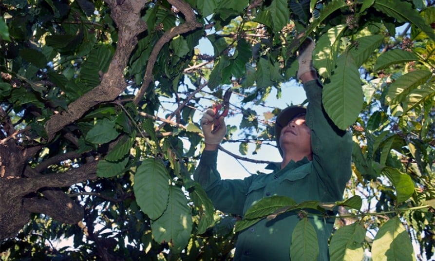Xây dựng Đắk Lắk trở thành "điểm đến của cà phê thế giới" - Báo và Đài Phát thanh Truyền hình Lạng Sơn