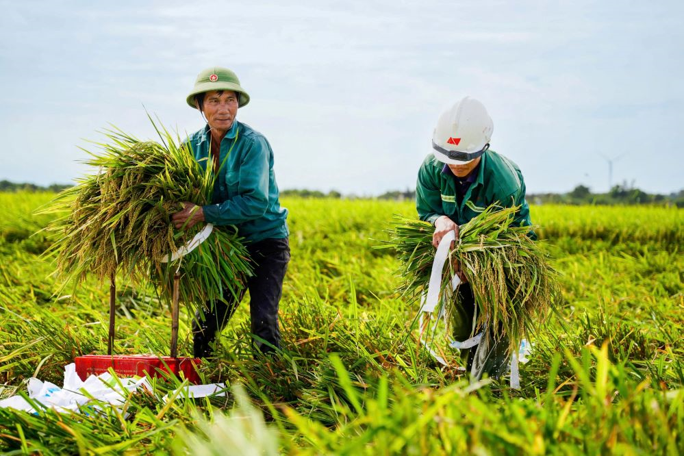 Xã viên Hợp tác xã Đại Phong thu hoạch lúa. Ảnh: LINH NGỌC 