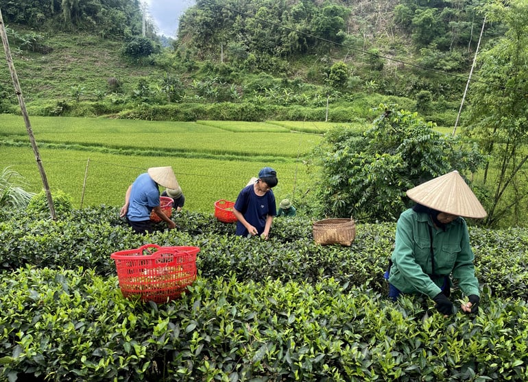 t5-nguoi-dan-xa-my-phuong-thu-hai-che-day-cung-la-vung-co-dien-tich-che-lon-cua-huyen-ba-be.jpg
