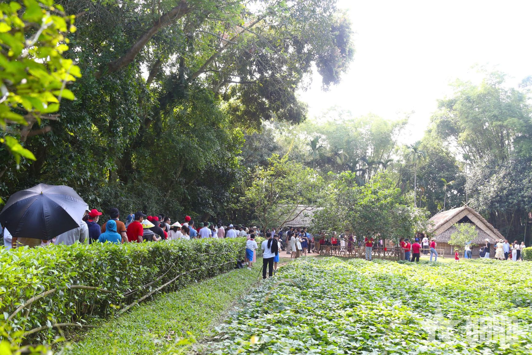 Kim Lien special national relic site welcomes on average more than 1,500 groups with more than 20,000 visitors every day.