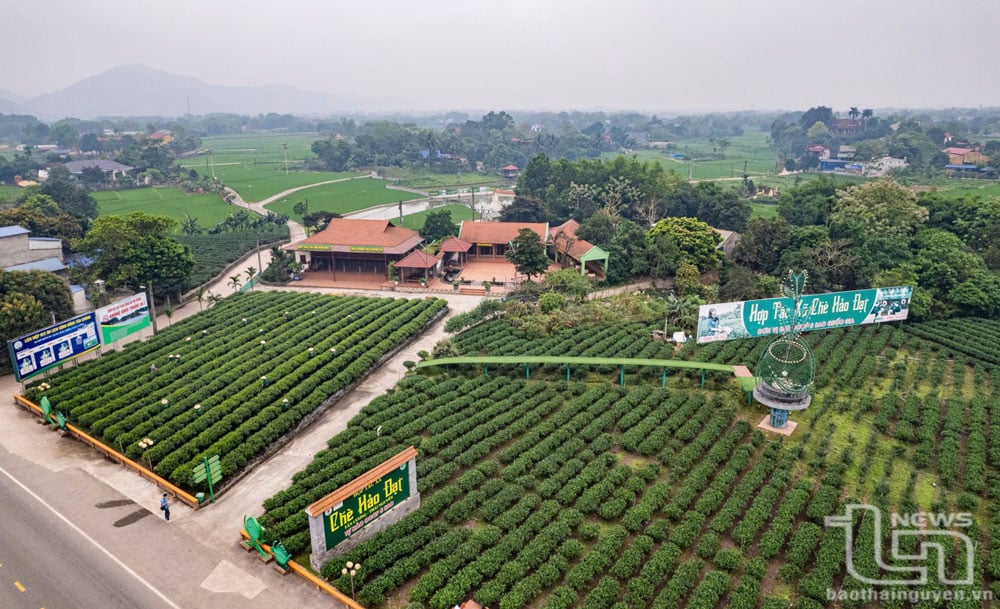 Một góc không gian vùng chè của Hợp tác xã chè Hảo Đạt, xã Tân Cương, TP. Thái Nguyên.