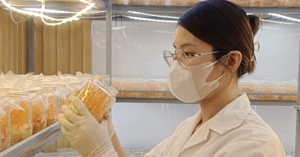 Thành công nhờ đa dạng hóa sản phẩm nước uống đông trùng hạ thảo