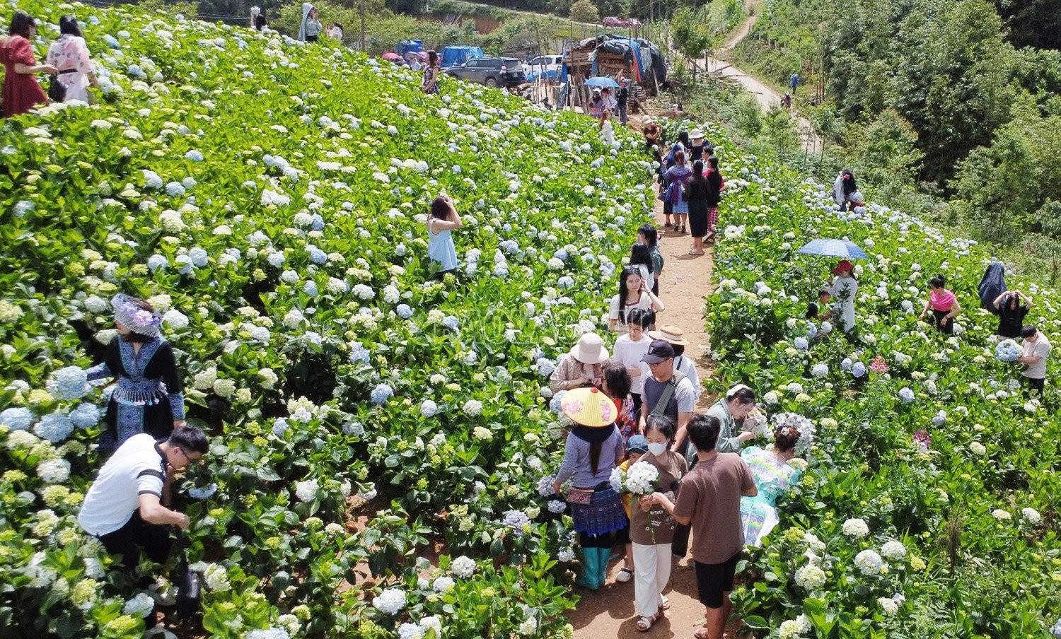baolaocai-c_dji-0392.jpg