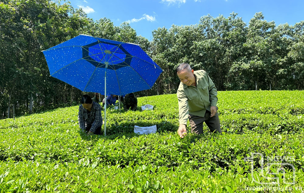 Từ nguồn vốn tín dụng của Ngân hàng Chính sách xã hội huyện Đồng Hỷ, người dân địa phương có thêm nguồn lực đầu tư phát triển sản xuất chè.
