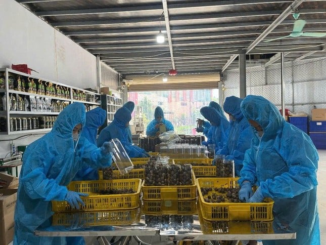 Khởi nghiệp từ tỏi đen, chàng trai 9X tạo sinh kế bền vững cho bà con vùng cao ảnh 2