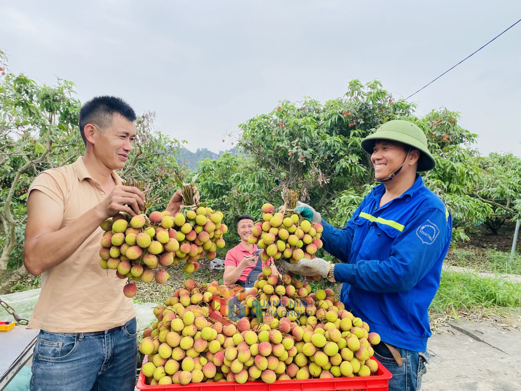 Thương lái đến tận vườn đặt tiền trước để mua vải chín sớm. 