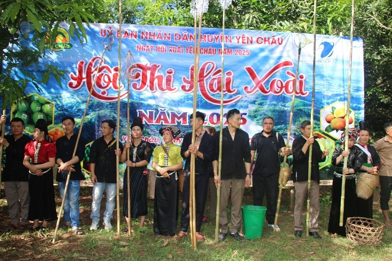 Hội thi hái xoài.
