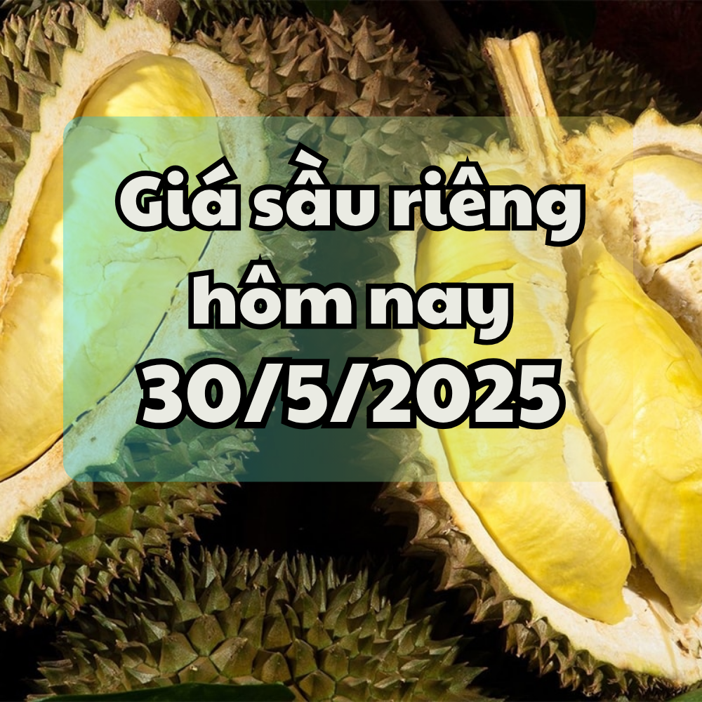 Giá sầu riêng hôm nay 30 5 2025 Có kết quả kiểm tra từ Sở Nông Nghiệp