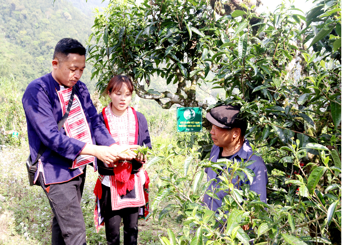 La producción asociada a la protección del paisaje ambiental hace que Viet Shan Tea Company Limited (Hoang Su Phi) contribuya a la realización del objetivo de crecimiento verde de la provincia.